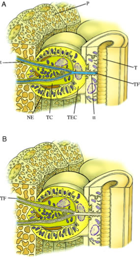 tracheal fluid mechanism