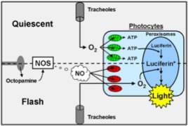 diagram of photocyte mechanism