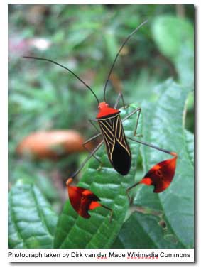 hemipteran legs