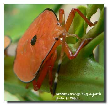 bronze orange bug